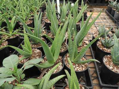 Aloe lavranosii is a solitary or occasionally offsetting Arabian aloe Aloe from southern Yemen with 