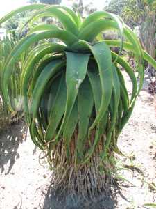 Aloe alooides, also known as graskop aloe, is a single-stemmed tree aloe from coastal South Africa. 