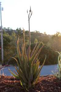 Aloe dawei (Dawe’s Aloe) from Uganda has clumping, upright clusters of elongated succulent stems tha