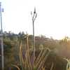 Aloe dawei (Dawe’s Aloe) from Uganda has clumping, upright clusters of elongated succulent stems tha