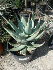 Aloe comptonii is one of the larger creeping aloe species from S. Africa. This species is a moderate