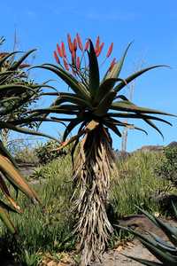 Aloe excelsa is a single stemmed tree-like aloe, occurring on granite outcrops, or on steep rocky sl