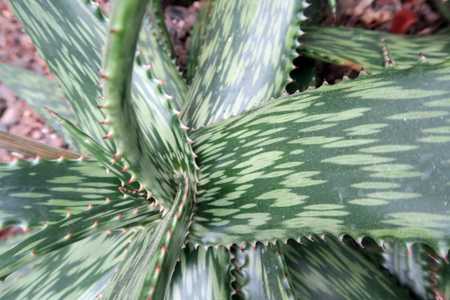 Aloe harlana is a handsome, stemless plant with flat, wide dark green leaves and long, linear flecki