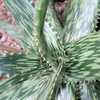 Aloe harlana is a handsome, stemless plant with flat, wide dark green leaves and long, linear flecki