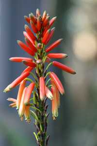 A handsome, densely clustering aloe with blue green thin leaves that can develop a short trunk but i
