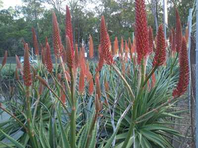 Aloe 'Erik the Red' is a sensational large aloe hybrid produced by Leo Thamm of Sunbird Aloes in Sou