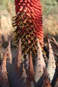 Aloe peglerae is an unusual, small, stemless South African aloe. Stunningly attractive turquoise col