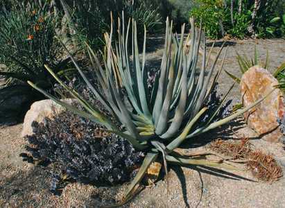 Aloe suzannae is a slow growing tree aloe to 8 to 12 feet that stays solitary or has few branches ne