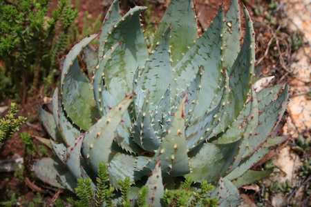 Aloe peglerae is an unusual, small, stemless South African aloe. Stunningly attractive turquoise col