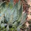 Aloe peglerae is an unusual, small, stemless South African aloe. Stunningly attractive turquoise col