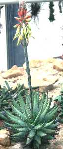 Aloe erinacea is a small, clustering, slow-growing succulent from southern Namibia with rounded, bal