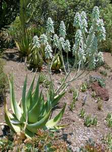 Native to Yemen, the unusual Aloe tomentosa is the most densely woolly of the several hairy aloe spe