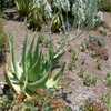 Native to Yemen, the unusual Aloe tomentosa is the most densely woolly of the several hairy aloe spe