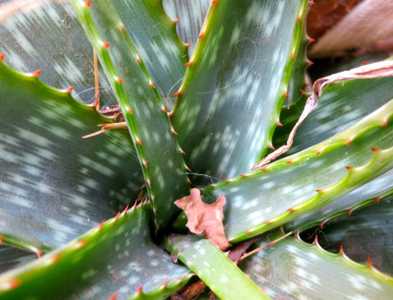 Aloe branddraaiensis from the Mpumalanga Province of South Africa is one of the more striking, spott