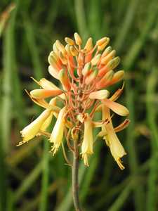 Aloe camperi, commonly known as Popcorn Aloe is one of the few that has verdant green leaves. This u