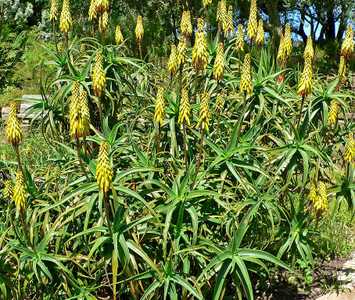 Aloe striatula is a shrubby, branching and rambling species to 6 feet tall by at least this wide tha